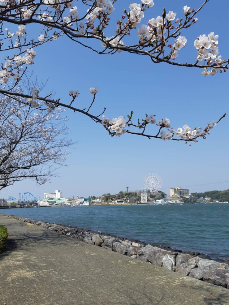 舘山寺米ストリートの桜
