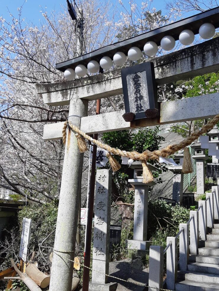 愛宕神社の鳥居と桜