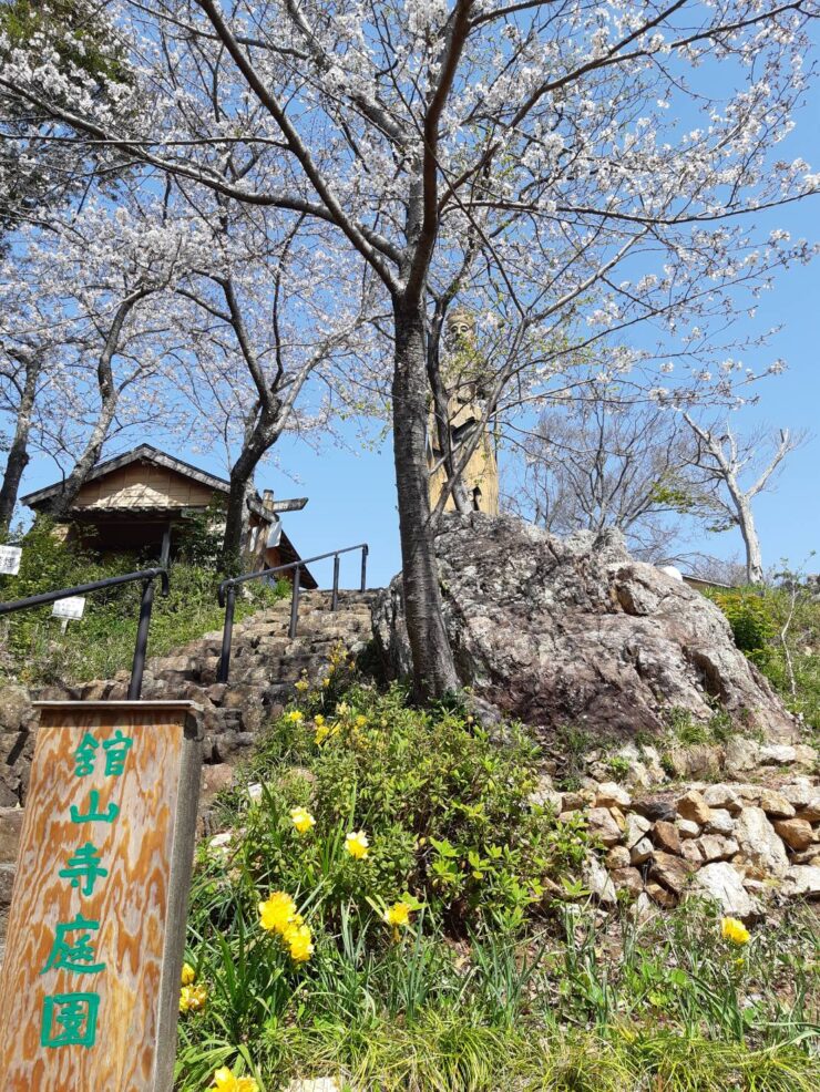 舘山寺の舘山寺聖観世音菩薩の前に咲く桜